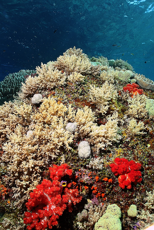 Raja Ampat 2016 - Corail - IMG_4935_rc.jpg